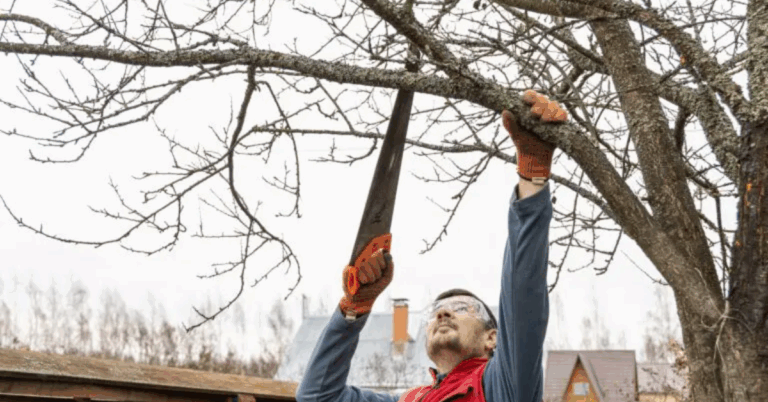 Expert Tree Pruning Service: The Key to Healthy, Beautiful Trees