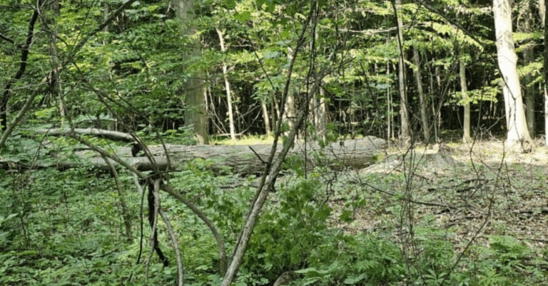 Finding a trustworthy Tree Logging Service Near Me